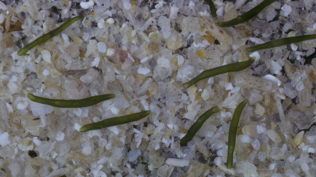 Can Worms Create Their Own Imaginary Oceans? Can Oysters? Krulwich