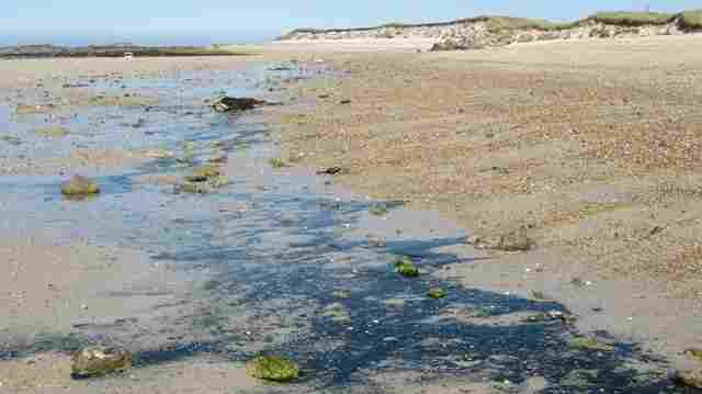 Convoluta on Herm Island