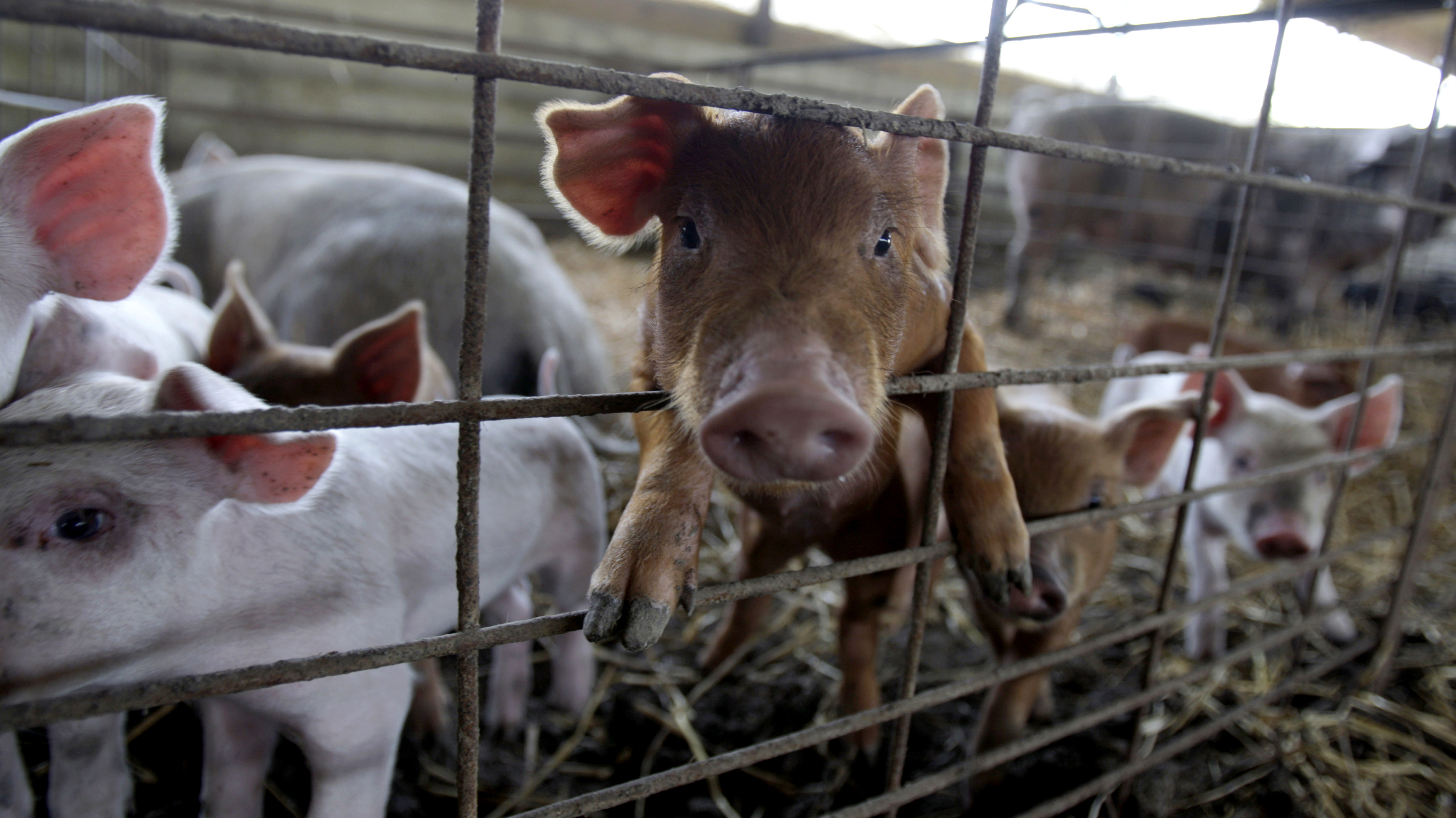 As CAFO lawsuit heads to Missouri Supreme Court, counties weigh options - Vimarsana News