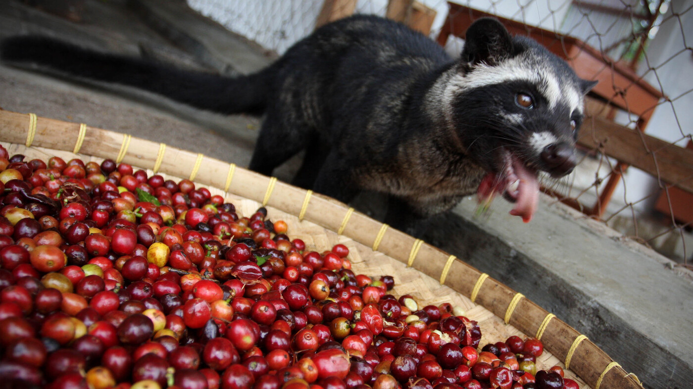 Now A Test Can Tell If Your Pricey Cup Of Cat Poop Coffee