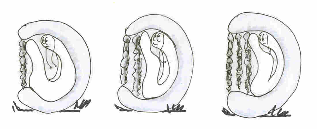 Snail 3