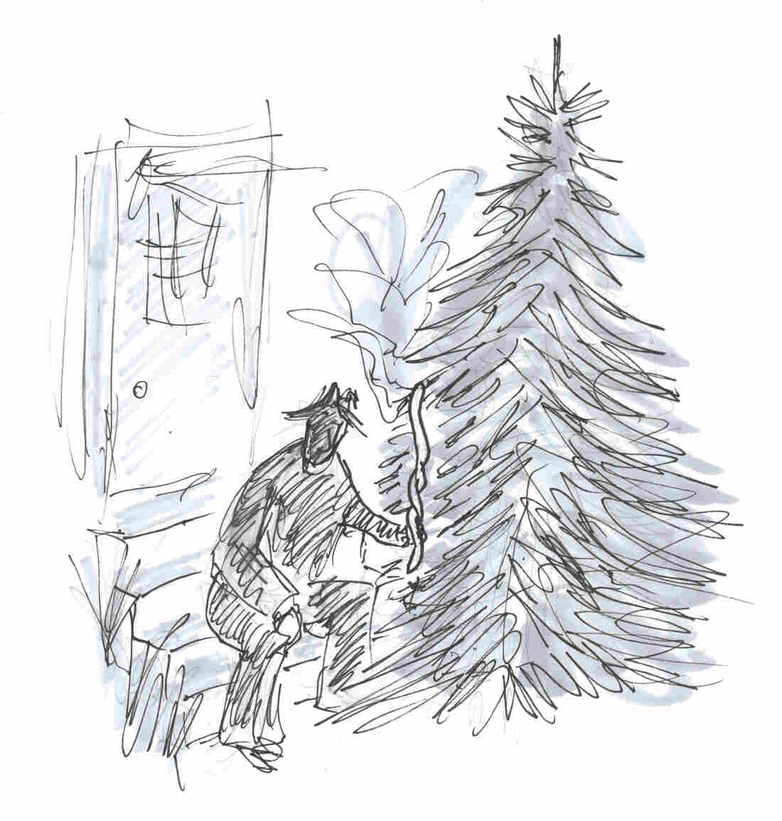 Wild things hanging from spruce trees.