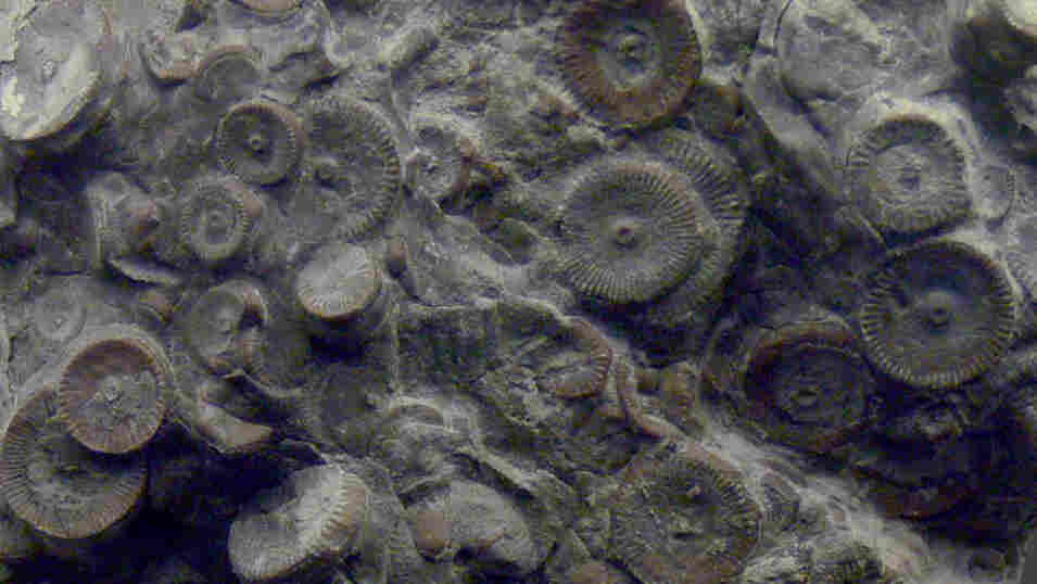 One hoaxer claimed these structures, discovered in ancient rock, were leftover gears from a prehistoric machine. They are actually the fossilized stems of crinoids.