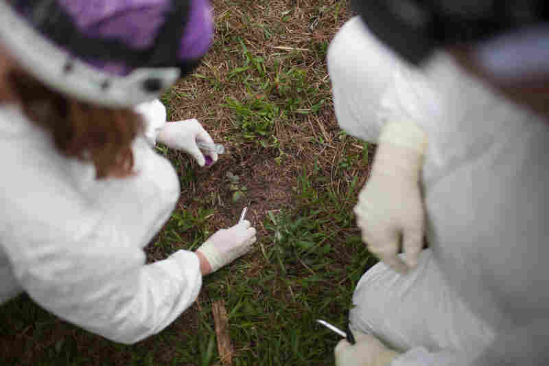 Metcalf and Harmaan collect soil samples before placing a body. The researchers will catalog any microbial colonies already living in the dirt and see how the communities of tiny organisms in that spot change over time.