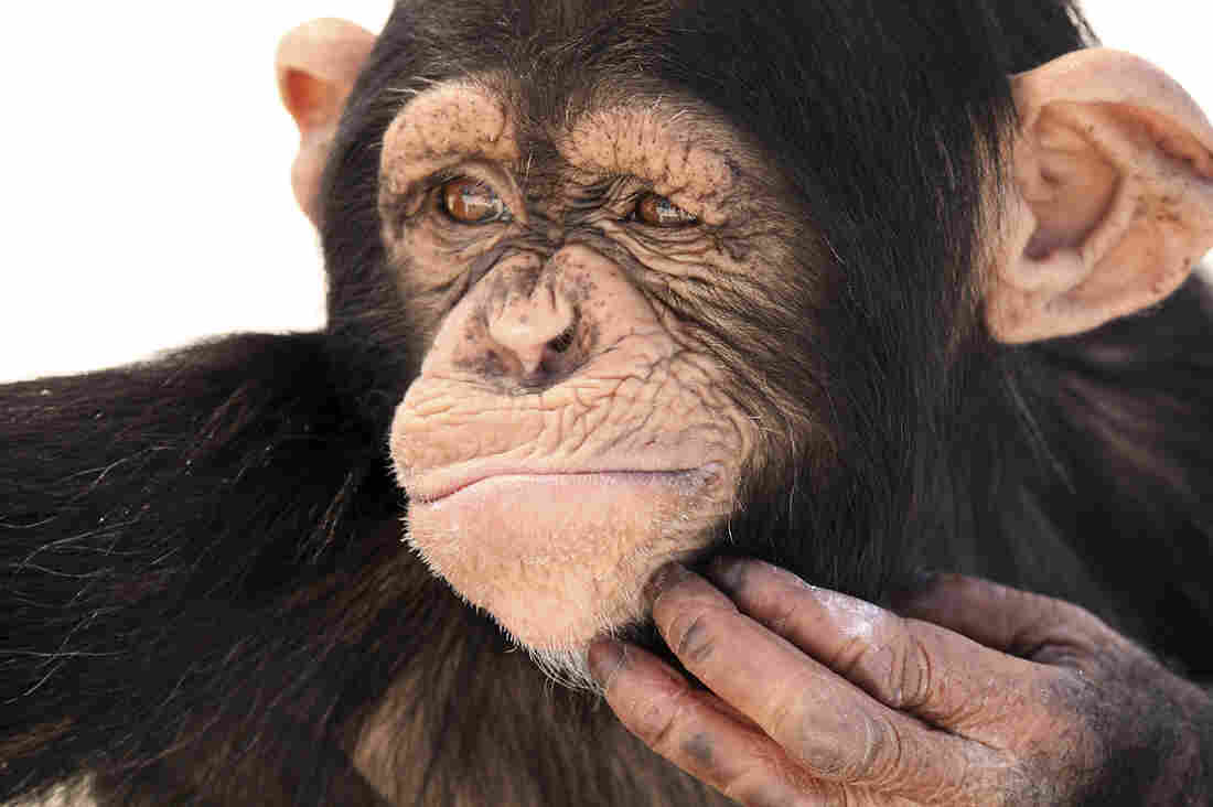 A chimpanzee.