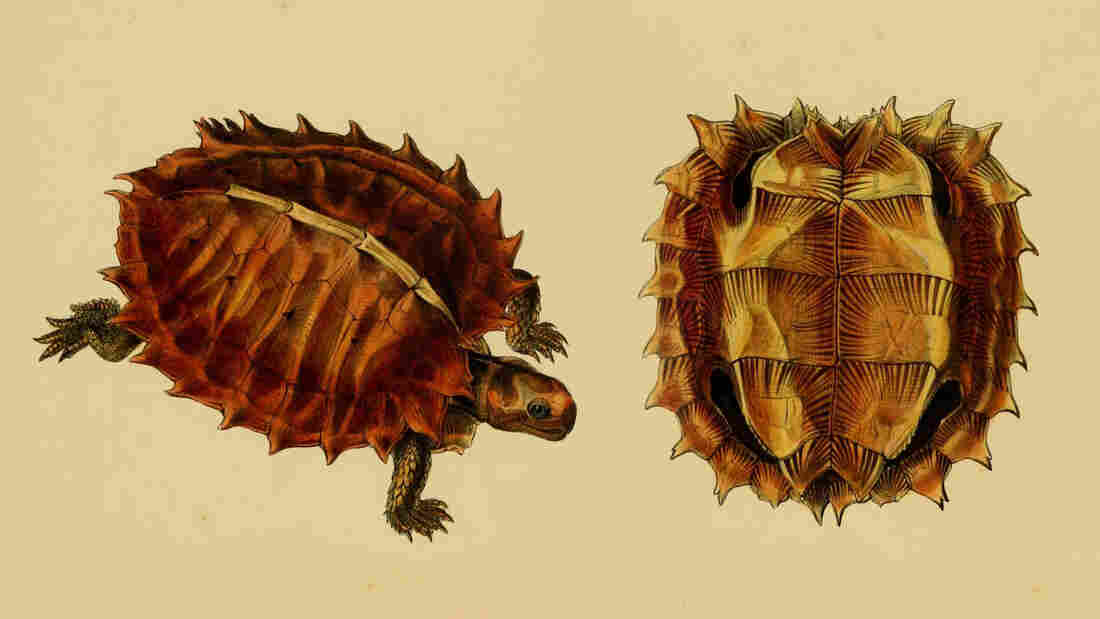 Heosemys spinosa, also known as the cogwheel turtle, has tines radiating from its body.