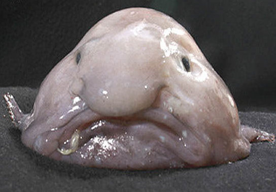 Animal Facts - Blob Fish - Blobfish - Sticker