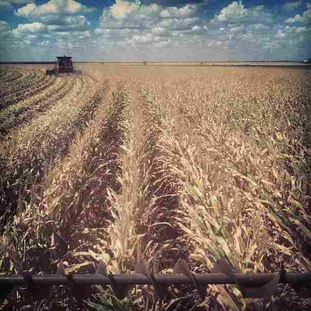 Combine harvester ride. A group of farmers gathered Monday, Sept. 9 to harvest the crop of a friend who died this summer after he planted this field in April.