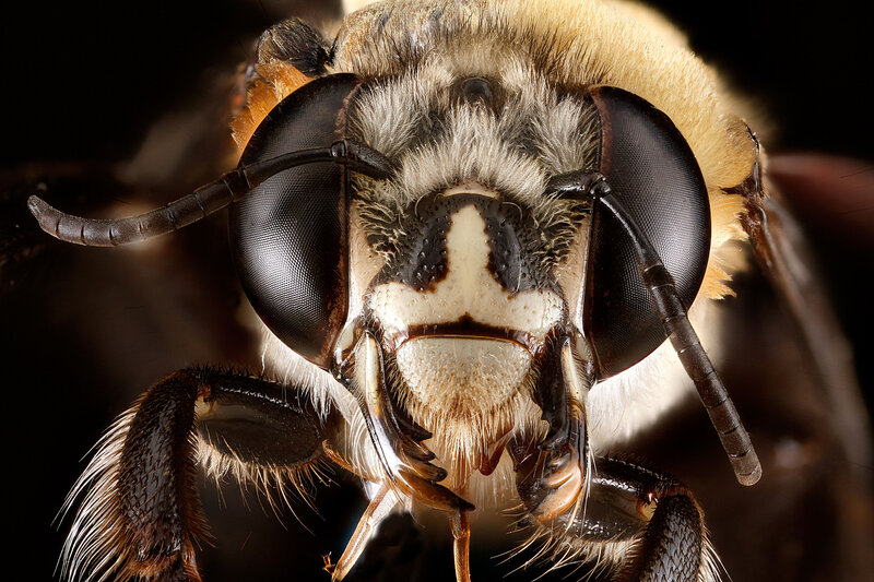 bee-macro-3-9a26d2cfc5e802cb1481afd6b3a0