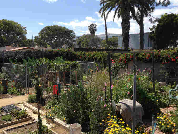 Of Goats And Gardens: Making Sense Of Urban Agriculture In LA : The Salt : NPR Of Goats And Gardens: Making Sense Of Urban... 