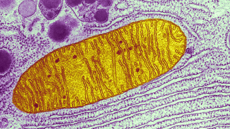 This micrograph shows a single mitochondrion (yellow), one of many little energy factories inside a cell. (Keith R. Porter/Science Source)