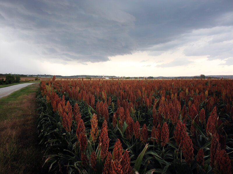 heat drought draw farmers