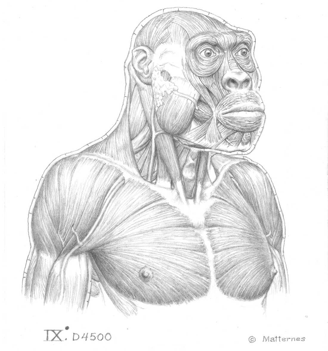 Fossil Find Points To A Streamlined Human Lineage NPR