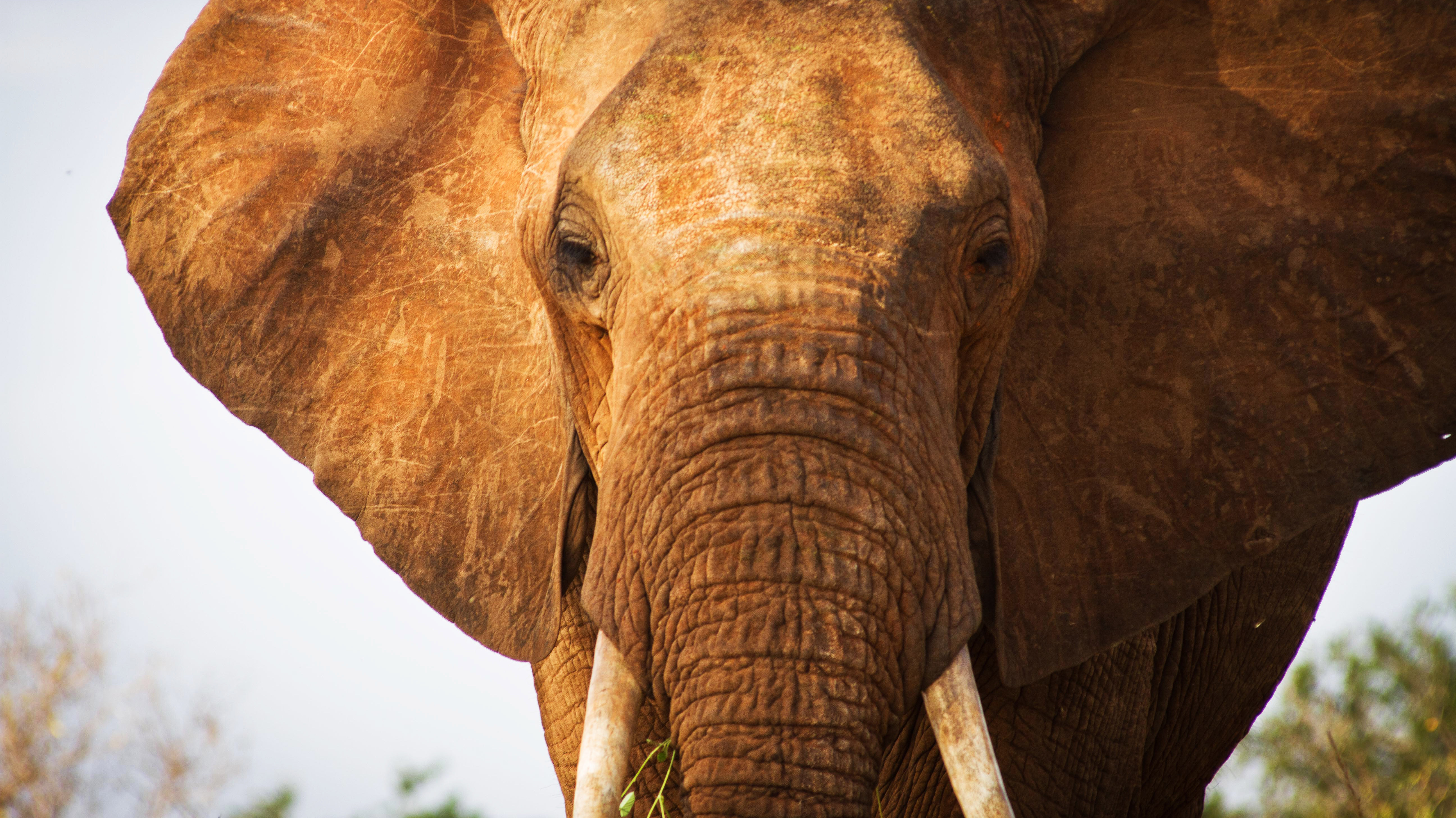 Study Explores Elephants' Ability To Understand Pointing : 13.7: Cosmos ...