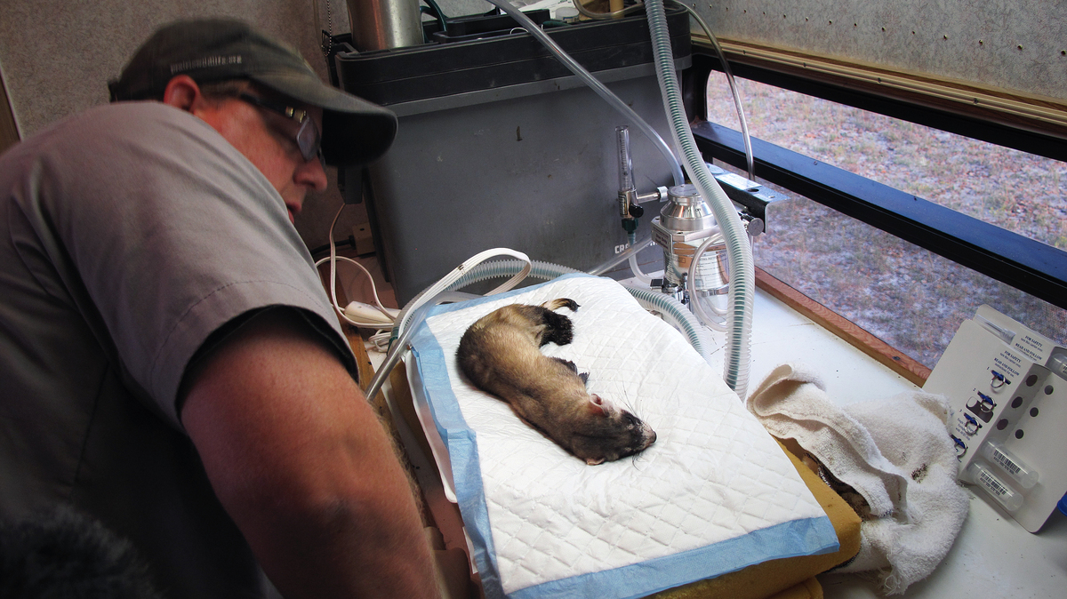 Saving The Native Prairie — One BlackFooted Ferret At A Time NPR