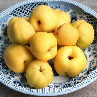 Quince
