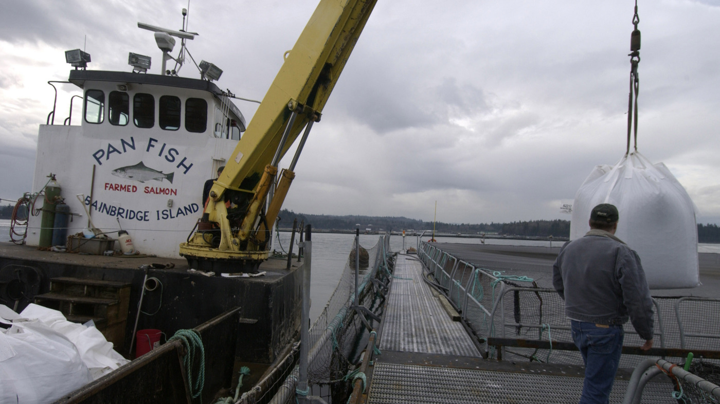 Can A Fish Farm Be Organic? That's Up For Debate : The Salt : NPR