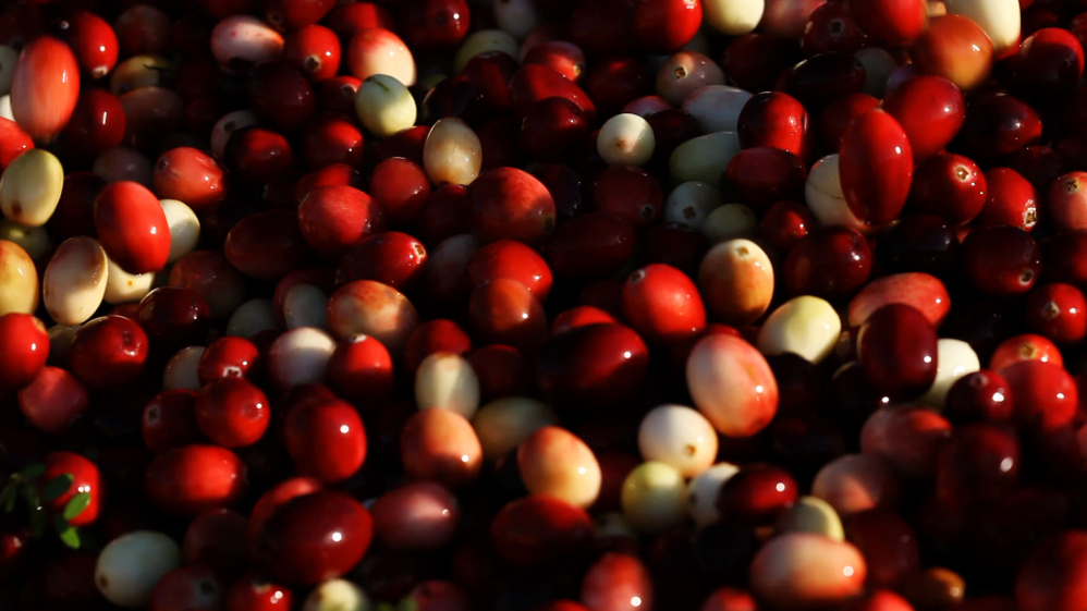Why We Give Thanks For The Health Benefits Of Cranberries The Salt NPR