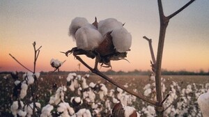 How Technology And Hefty Subsidies Make U.S. Cotton King