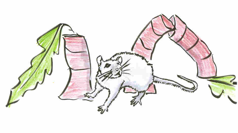 Rat next to fallen trees