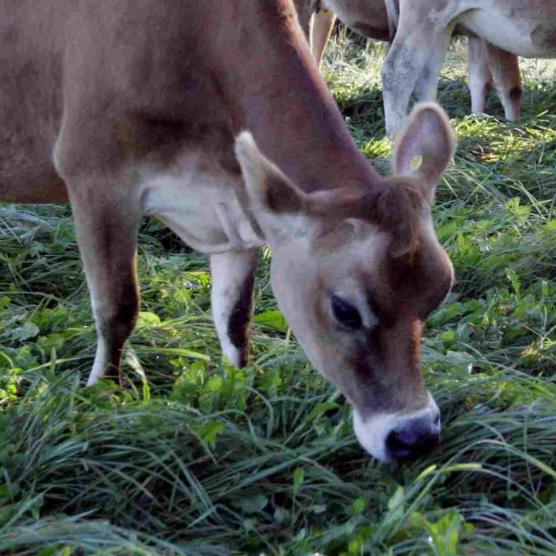Cows graze in a pasture at the University of New Hampshire's organic dairy farm in Lee, N.H., Sept. 27, 2006. Cows graze in a pasture at the University of New Hampshire's organic dairy farm in Lee, N.H., Sept. 27, 2006.