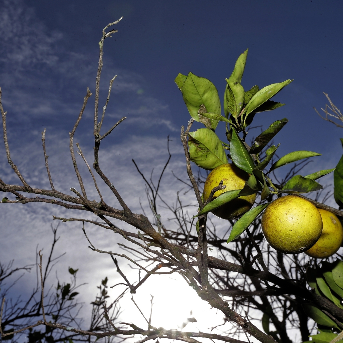 Time Is Running Out To Save Florida's Oranges The Salt NPR