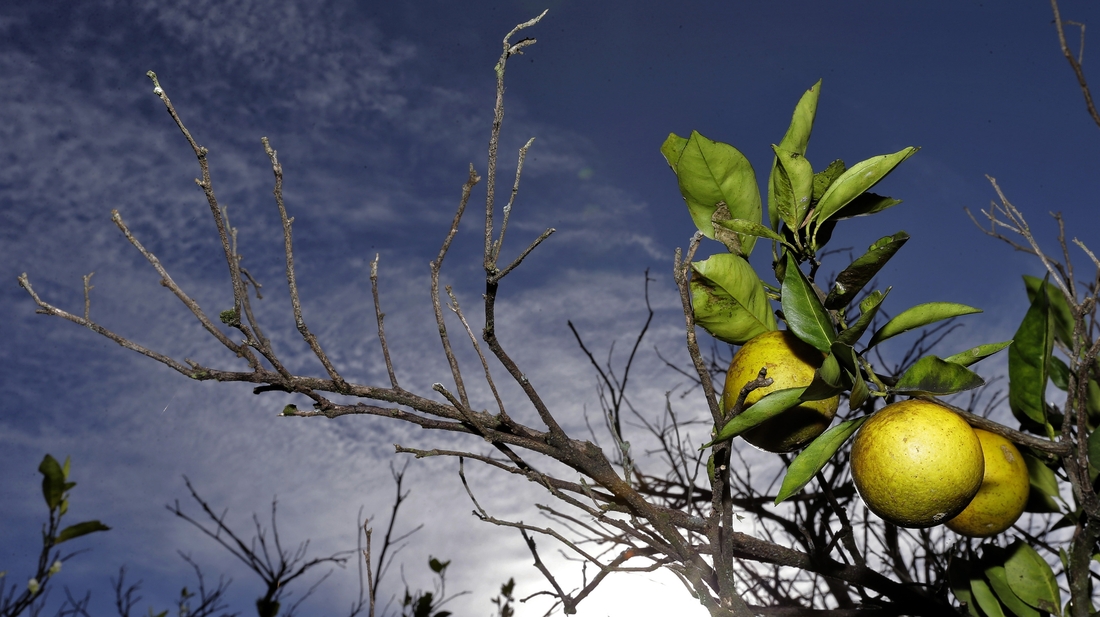 USDA Steps Up The Fight To Save Florida's Oranges The Salt NPR