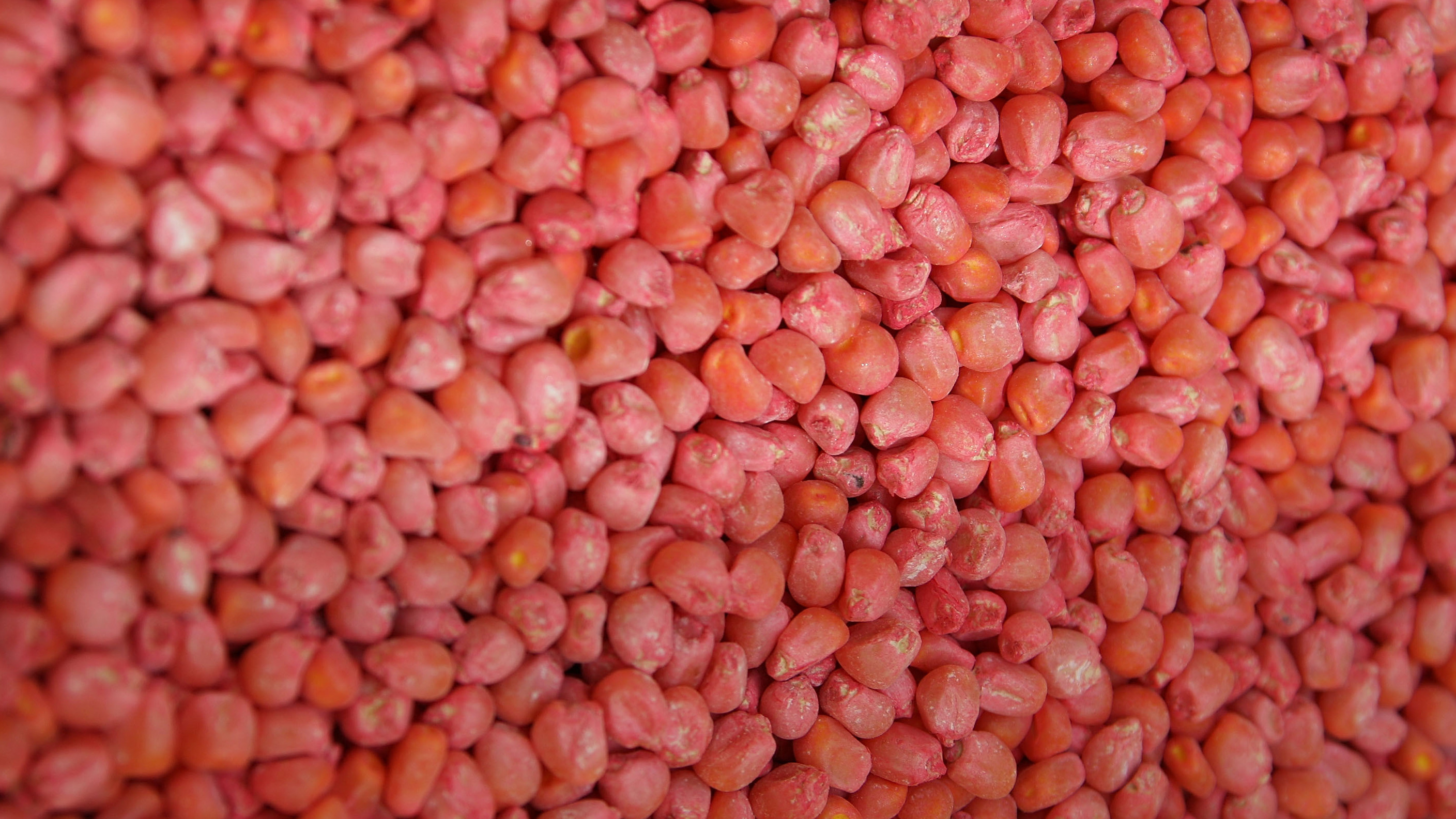 Seed corn sits in the hopper of a planter. (Getty Images)
