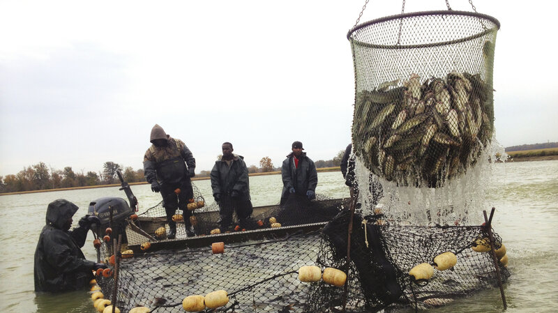 Battle Of The Bottom Feeder U S Vietnam In Catfish Fight