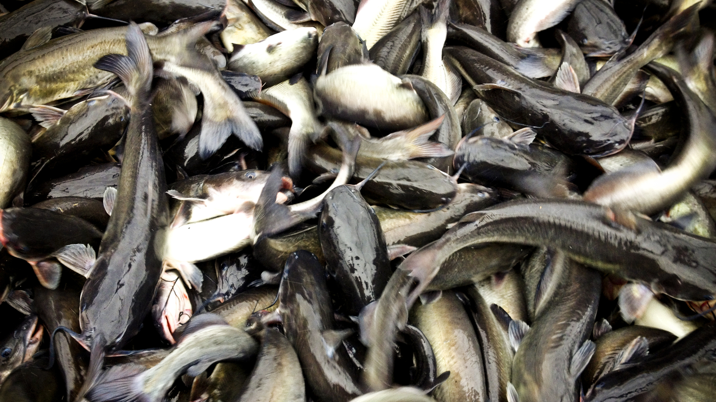 Battle Of The Bottom Feeder U.S., Vietnam In Catfish Fight Parallels