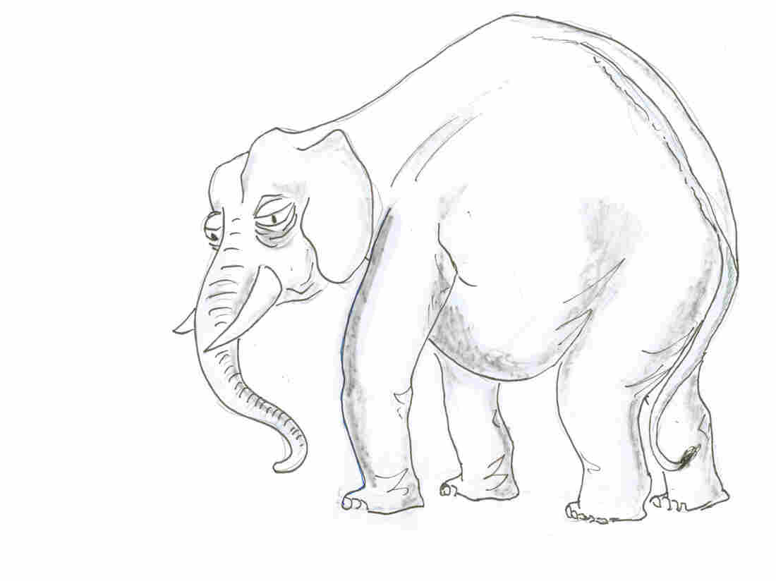 Elderly elephant