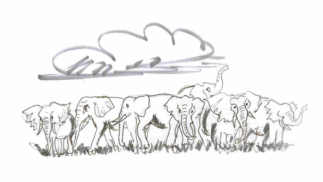 Elephant herd frolics under a cloud