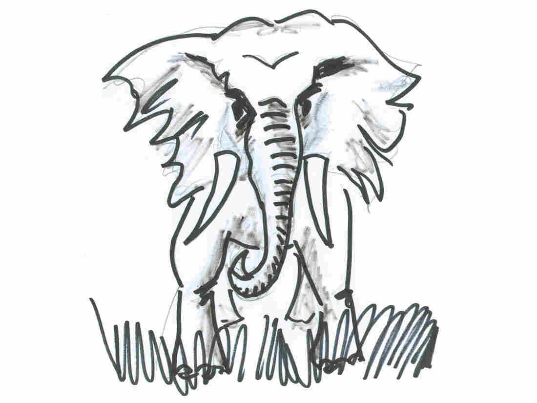 Angry bull elephant, ready to charge.
