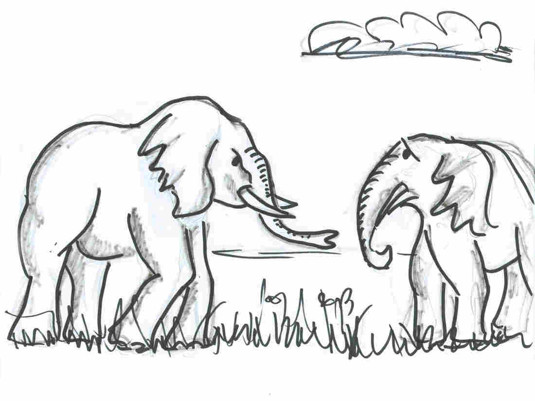 Rambunctious young elephant cowers before elder bull elephant.