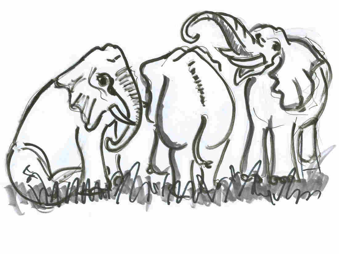 Happy elephant threesome