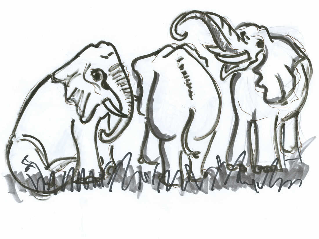 Happy elephant threesome