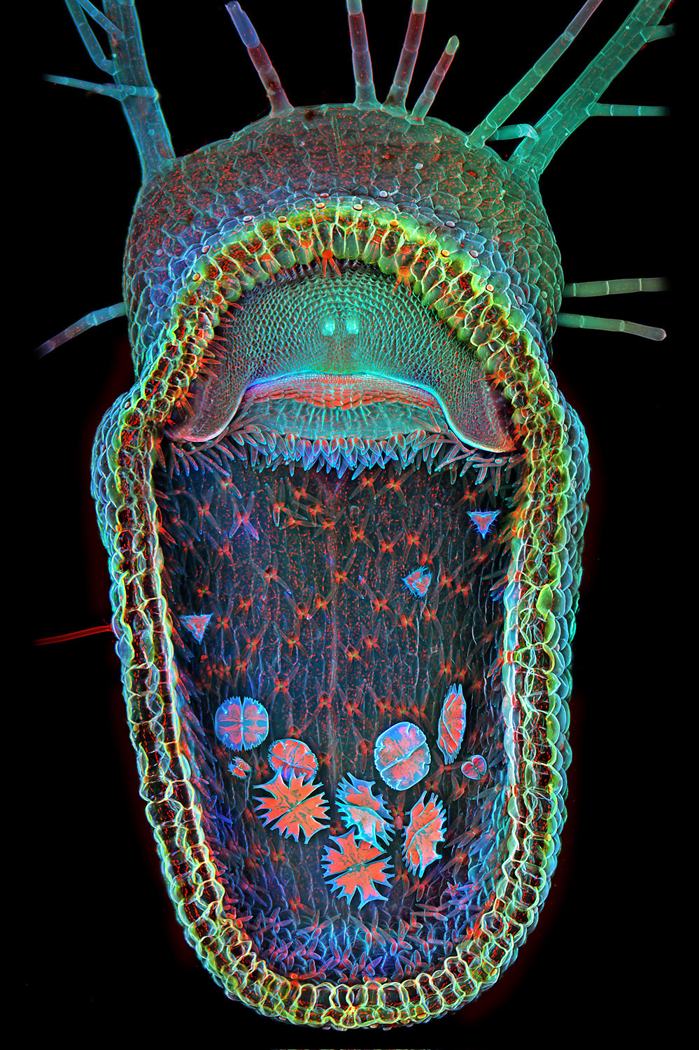 Bladderwort opens wide