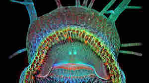 And The Winner Is: The Humped Bladderwort