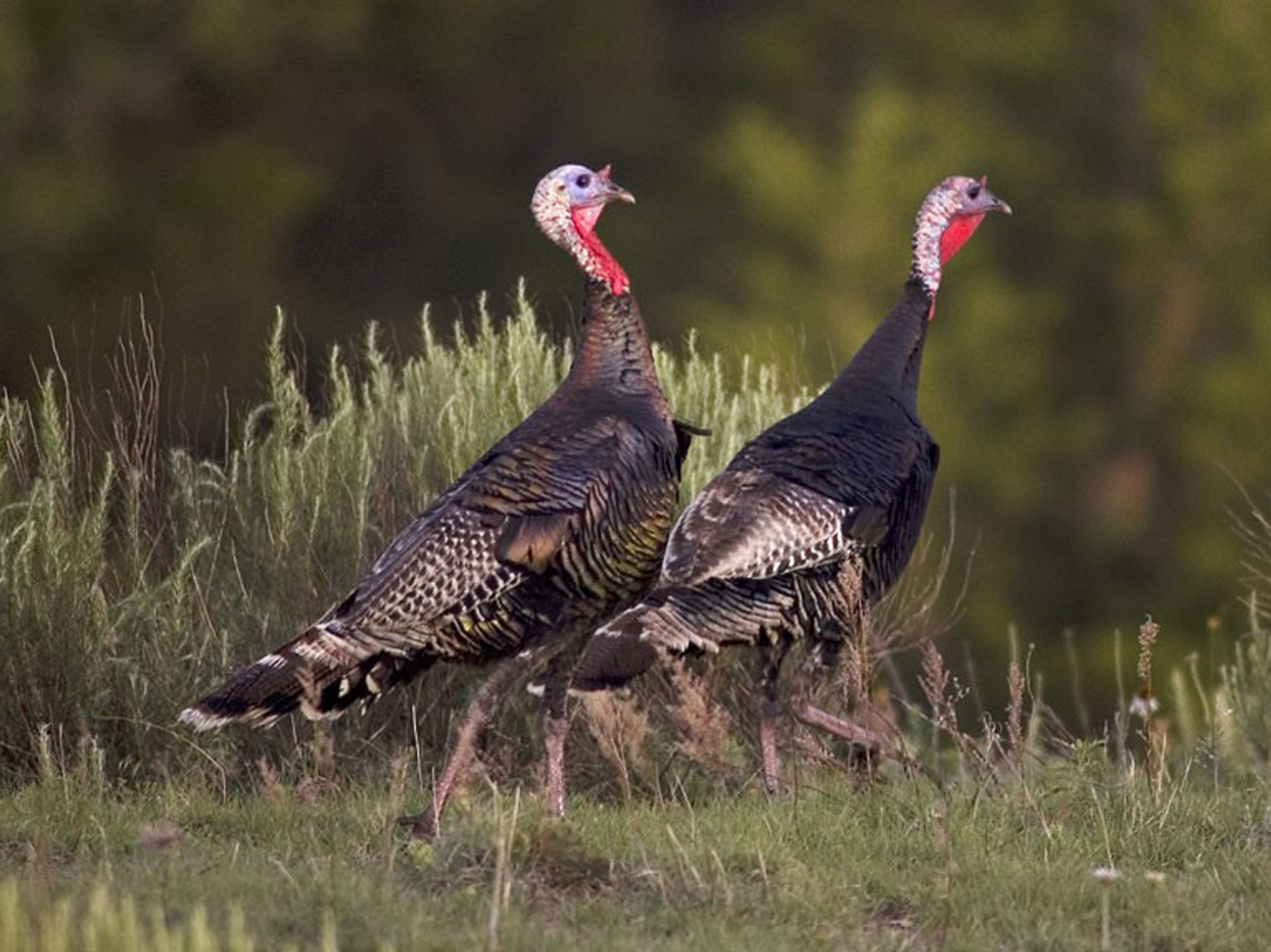 Wild turkeys and many other birds have benefited from the federal Conservation Reserve Program, which compensates landowners to restore native habitats.