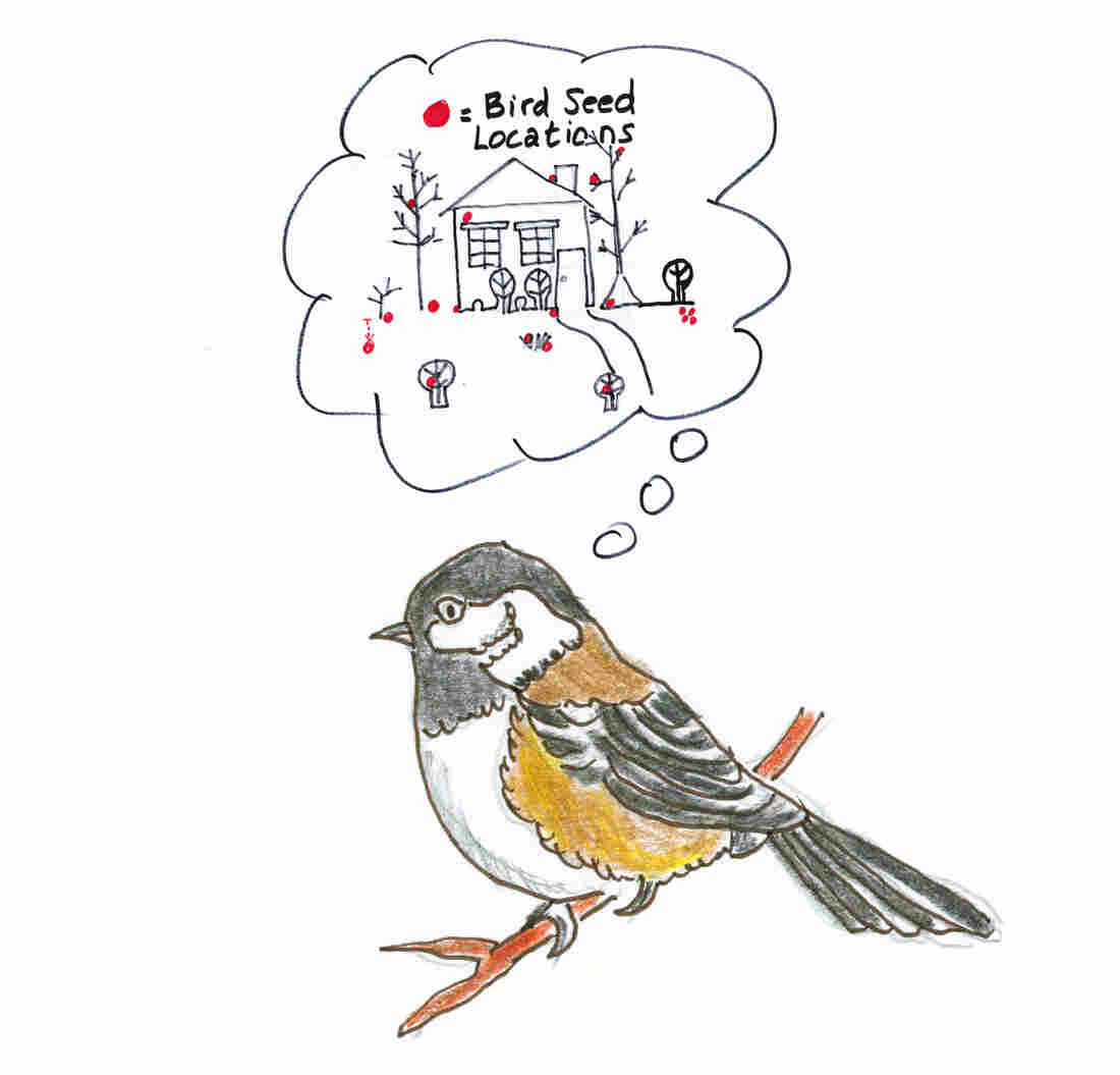 Chickadees have to remember where they store their seeds.
