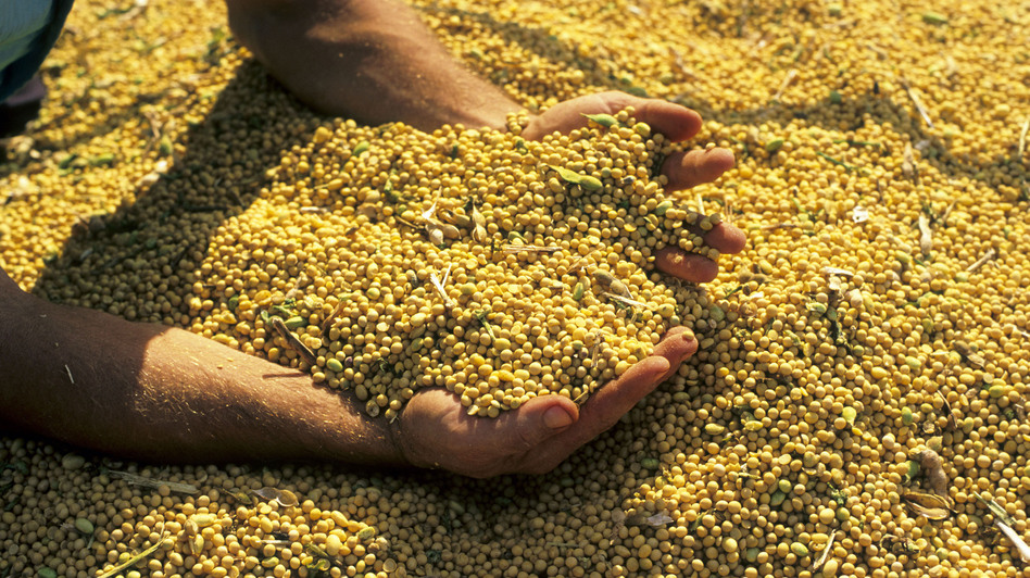 The Brazilian agricultural sector exported for a value of $94,590 million in 2011. One of its largest exports is soybeans, like these in Cascavel, Parana. (Werner Rudhart/DPA /Landov)