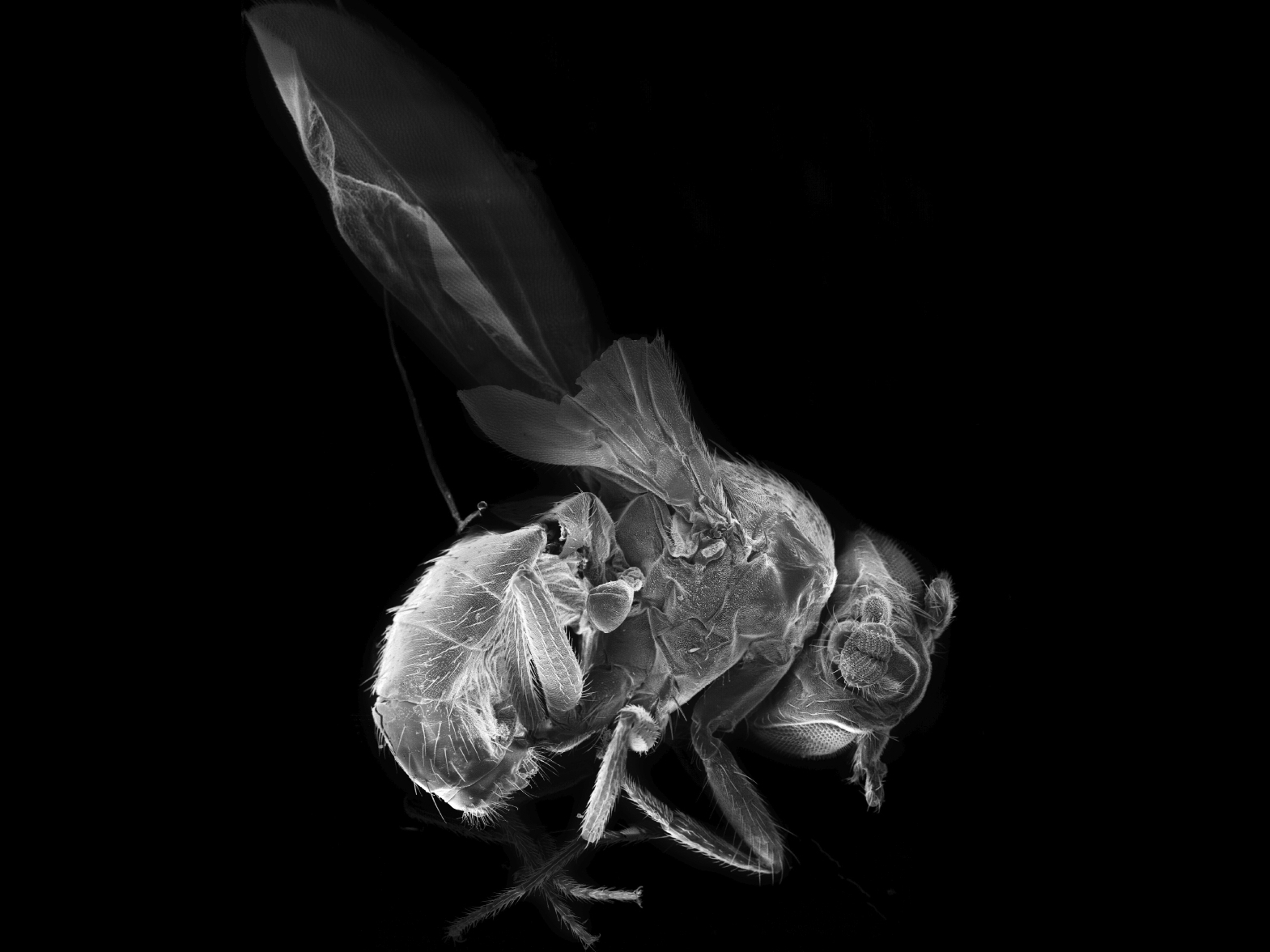 A newly discovered neural circuit in the brain of the common fruit fly seems to serve as a sort of "volume control," turning up and down the perception of sound and light.