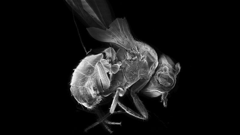 Autism Brain Circuit That Controls >> Can A Fruit Fly Help Explain Autism Shots Health News Npr Autism Brain Circuit That Controls >> Can A Fruit Fly Help Explain Autism Shots Health News Npr