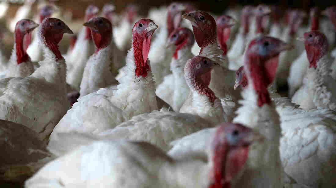 Turkeys sit in a barn in Sonoma, Calif. An estimated 46 million turkeys are cooked and eaten during Thanksgiving meals in the U.S.