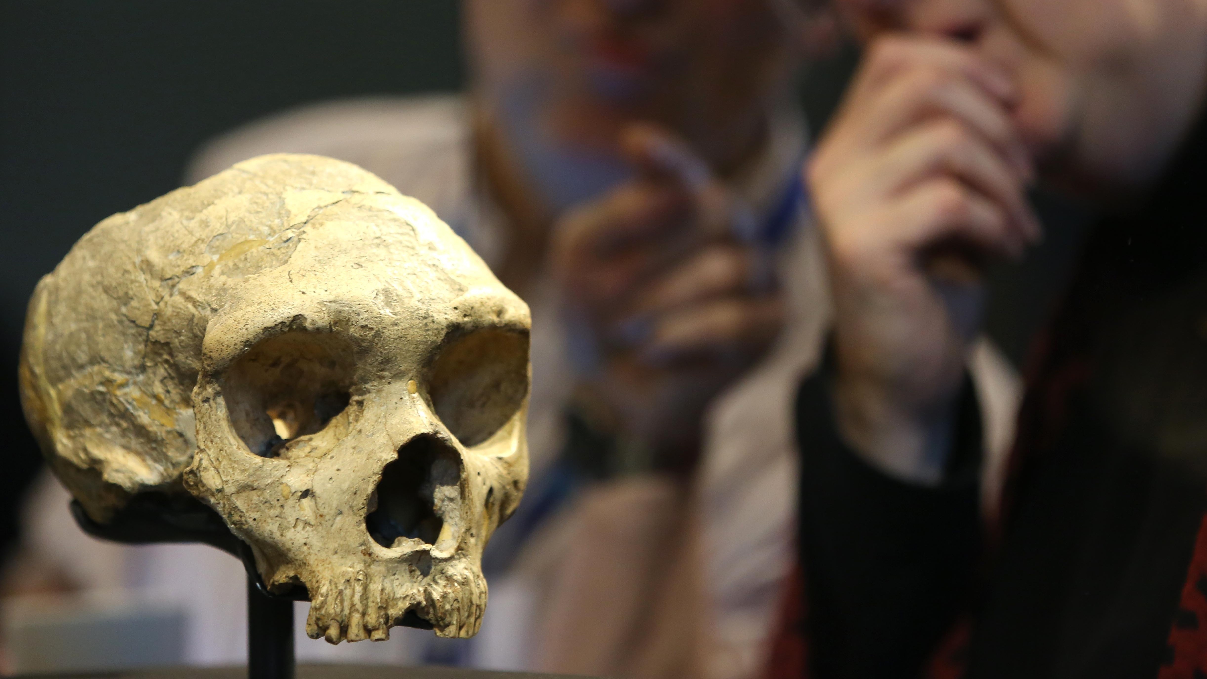 The skull of a female Neanderthal, who lived about 50,000 years ago, is displayed at the Natural History Museum in London.