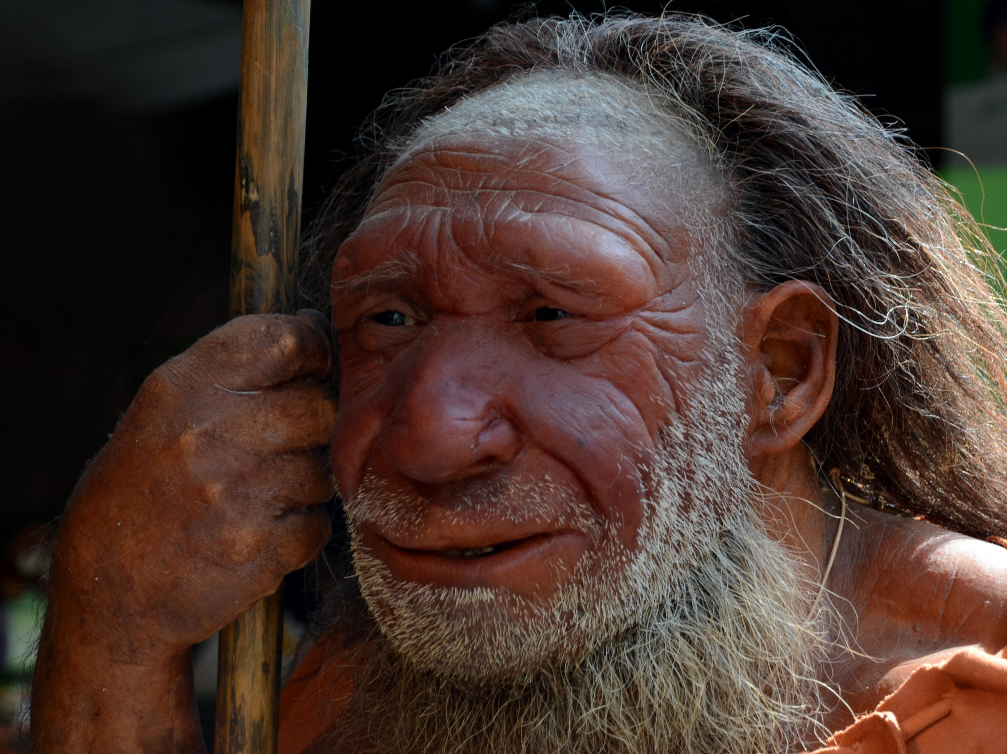 A reconstruction of a Neanderthal man stands at the Neanderthal Museum in Mettmann, Germany.