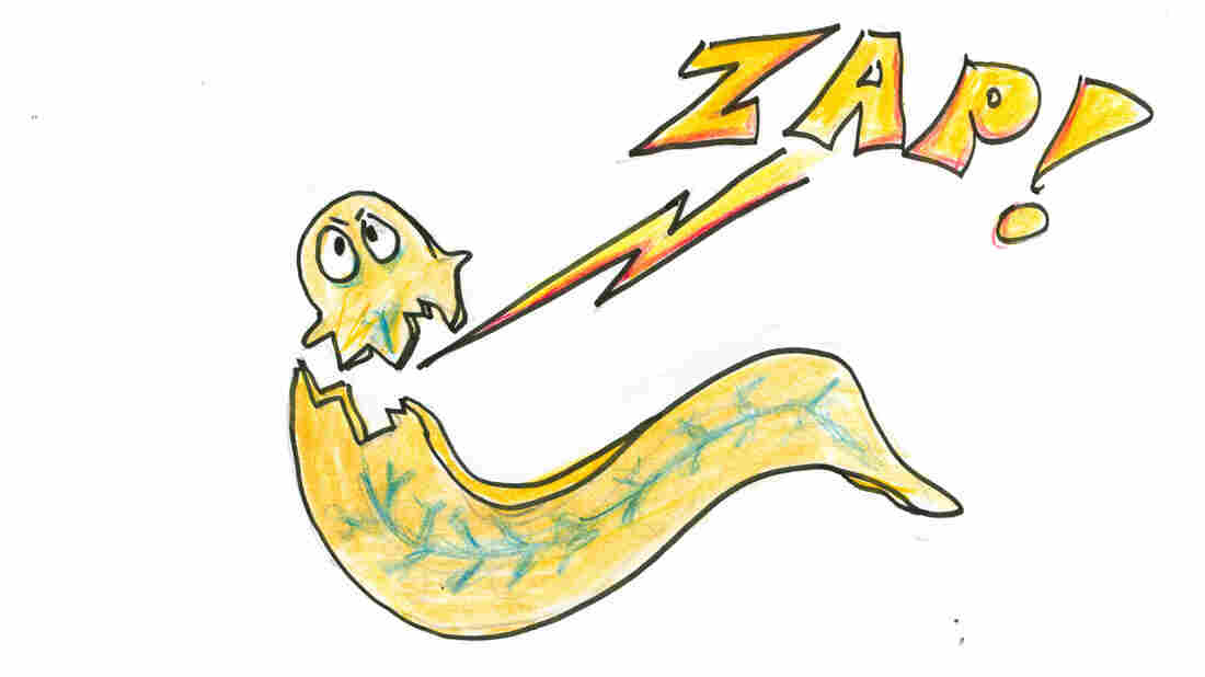 The planarian's head cut off.