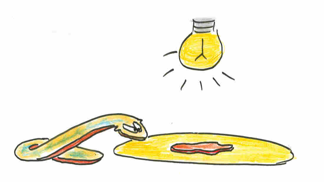 Planarian looking into the light at a slice of liver.