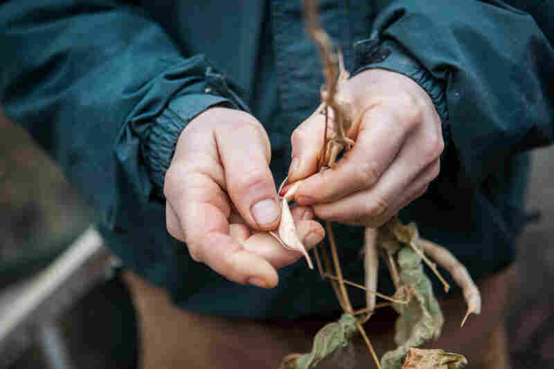 Guerre breaks open a dried red kidney bean stalk.