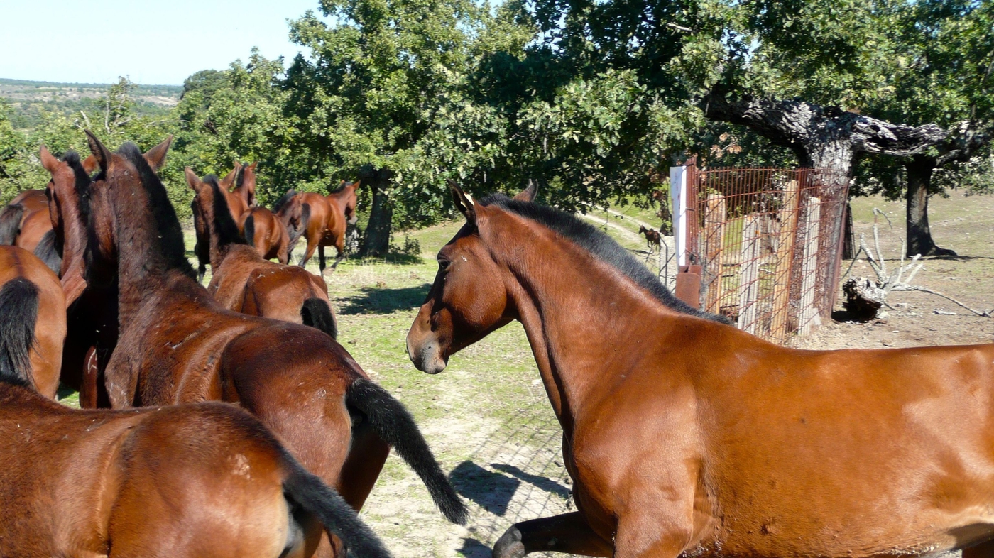 Rare Horses Released In Spain As Part Of 'Rewilding' Effort : Parallels :  NPR